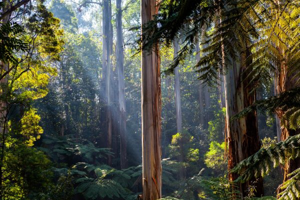 Sun shining through the luscious green Australian parks.